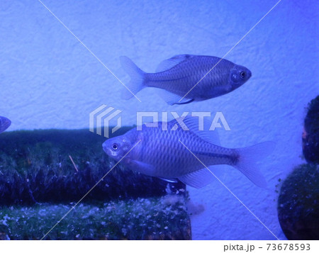 タイリクバラタナゴ タイリクバラタナゴ 73678593