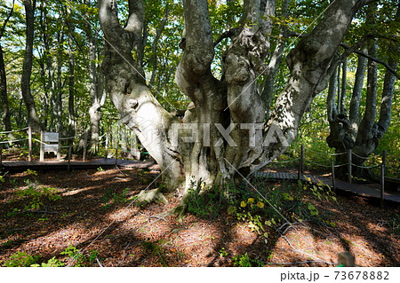 獅子ヶ鼻湿原のブナの巨木「あがりこ大王」 73678882