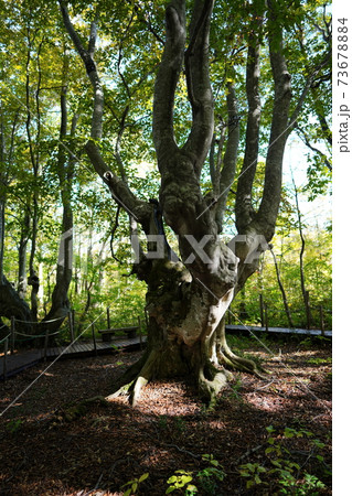 獅子ヶ鼻湿原のブナの巨木「あがりこ大王」 73678884