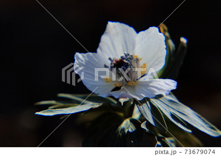 セツブンソウ セツブンソウ 73679074