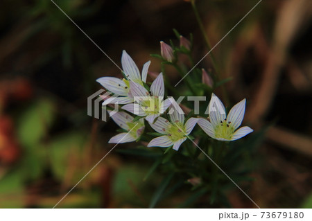 センブリの花 センブリの花 73679180