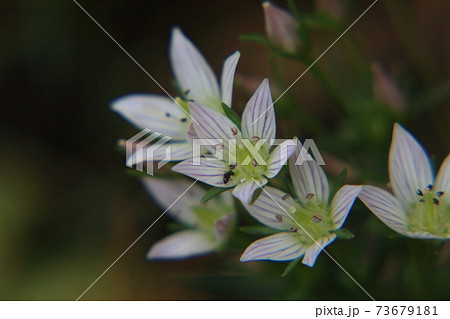 センブリの花の写真素材