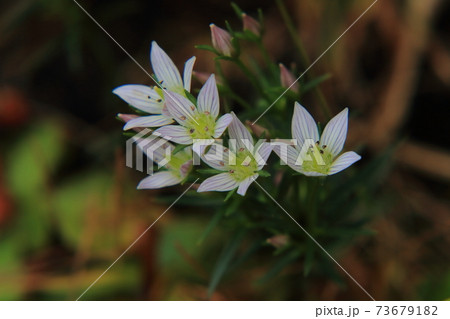 センブリの花 73679182