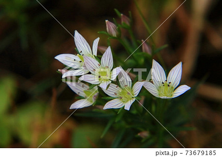 センブリの花の写真素材