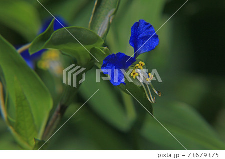 ツユクサ 73679375