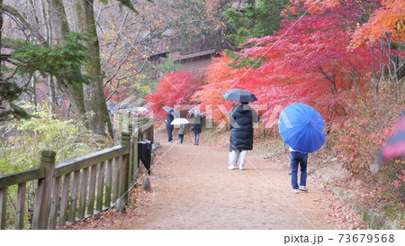 秋 紅葉 落葉 73679568