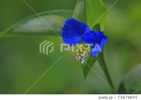 ツユクサ 73679645