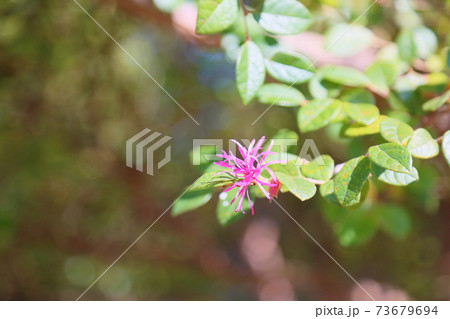 アカバナトキワマンサクの花 73679694