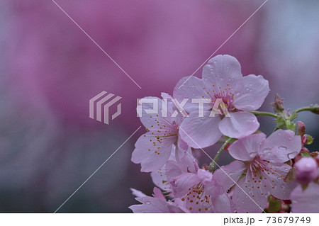鮮やかなピンク色に咲く 鮮やかなピンク色に咲く 73679749