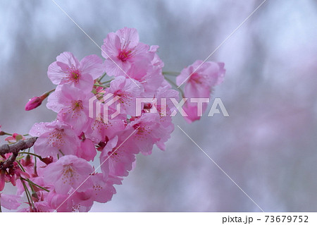 鮮やかなピンク色に咲く 73679752