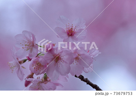 鮮やかなピンク色に咲く 鮮やかなピンク色に咲く 73679753