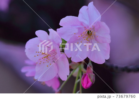 鮮やかなピンク色に咲く 鮮やかなピンク色に咲く 73679760