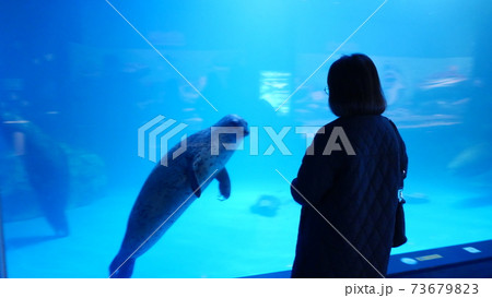 江原道 鏡浦台 ペンギン 73679823