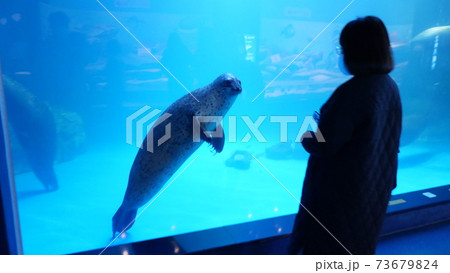 ペンギン 動物 江原道 73679824