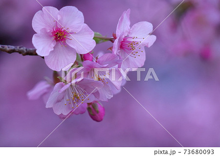 鮮やかなピンク色に咲く 73680093