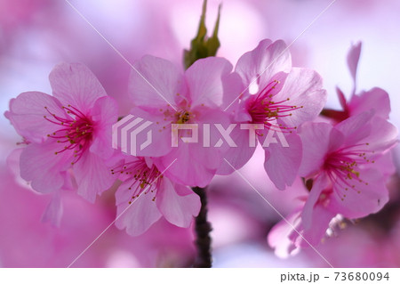 鮮やかなピンク色に咲く 73680094
