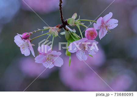 鮮やかなピンク色に咲く 73680095