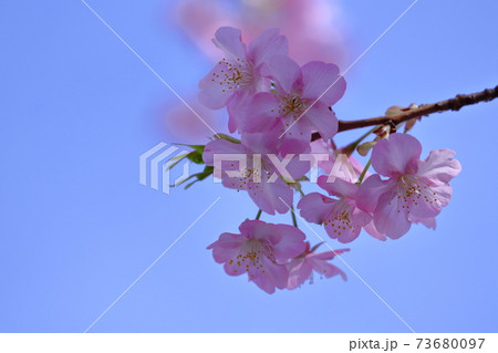 鮮やかなピンク色に咲く 鮮やかなピンク色に咲く 73680097