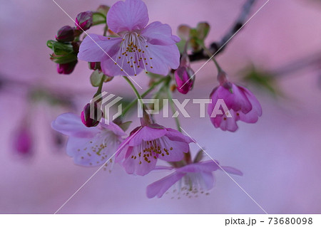 鮮やかなピンク色に咲く 鮮やかなピンク色に咲く 73680098