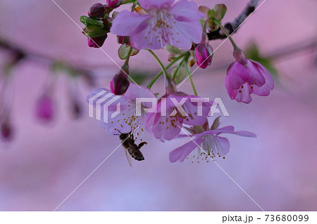 鮮やかなピンク色に咲く 73680099