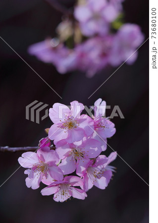 鮮やかなピンク色に咲く 73680100