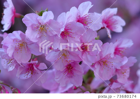 鮮やかなピンク色に咲く 73680174