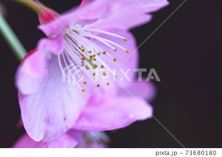 鮮やかなピンク色に咲く 鮮やかなピンク色に咲く 73680180