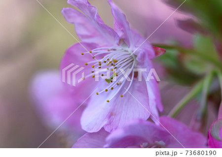 鮮やかなピンク色に咲く 鮮やかなピンク色に咲く 73680190