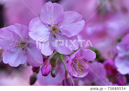 鮮やかなピンク色に咲く 73680554