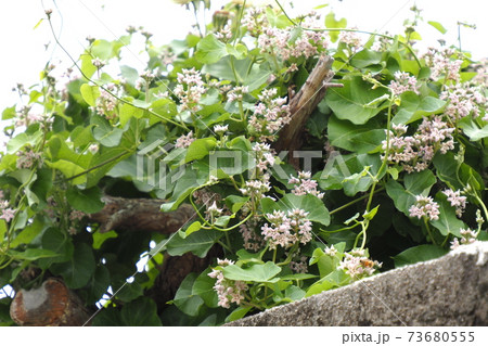 屋根 猫 壁画村 73680555