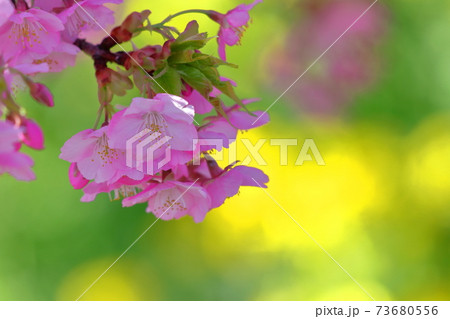 鮮やかなピンク色に咲く 73680556
