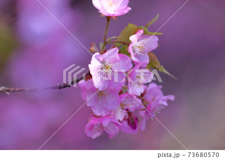 鮮やかなピンク色に咲く 73680570