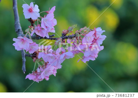 鮮やかなピンク色に咲く 73681237