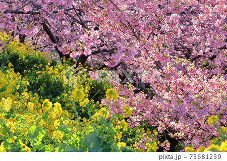 鮮やかなピンク色に咲く 鮮やかなピンク色に咲く 73681239