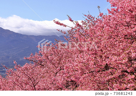 鮮やかなピンク色に咲く 73681243