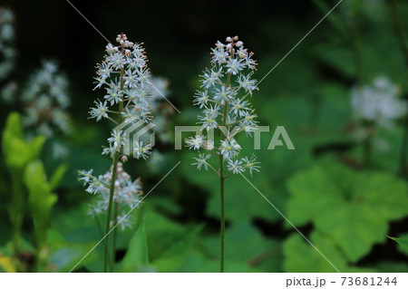 テイアレラ 73681244