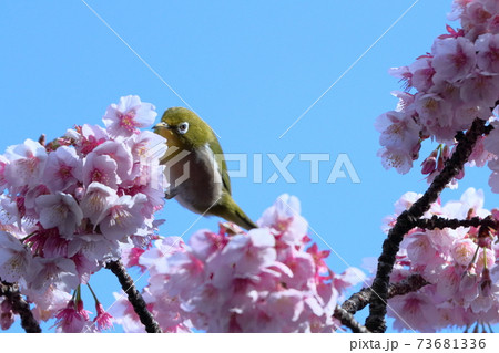 鮮やかなピンク色に咲く 73681336