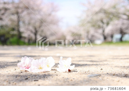 亀城公園に落ちた桜の花 73681604