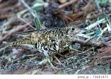 トラツグミ トラツグミ 73681875