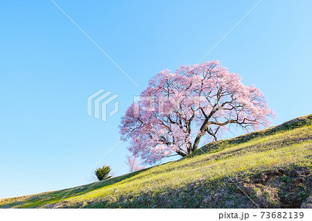 夜明けの桜（上の平の一本桜） 73682139