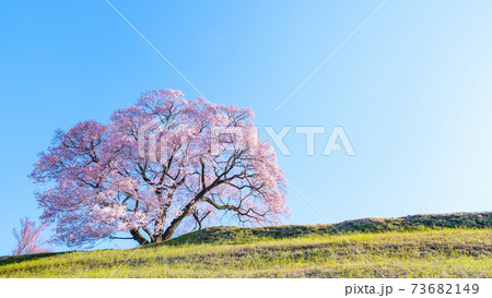 夜明けの桜(上の平の一本桜) 夜明けの桜(上の平の一本桜) 73682149