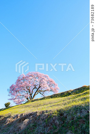 夜明けの桜（上の平の一本桜） 73682189