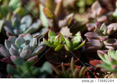 日光を浴びる多肉植物の写真素材