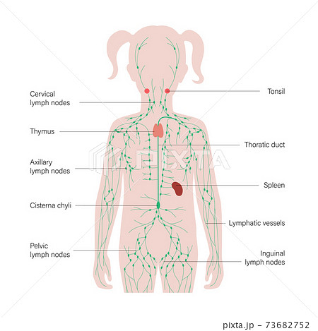Lymphatic System Concept Lymphatic System Concept 73682752