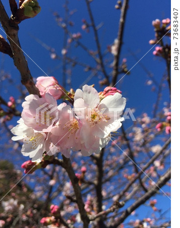 咲き始めた桜と青空 73683407