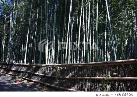 京都嵐山の竹林 京都嵐山の竹林 73683456