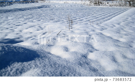 大雪で真白に染まった畑 73683572