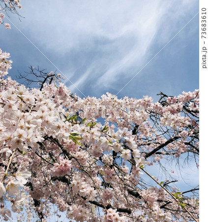 満開の桜と青空 73683610