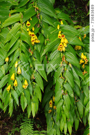 紀伊半島の秘境でひっそりと咲く山野草 キイジョウロウホトトギスの花の写真素材 7366