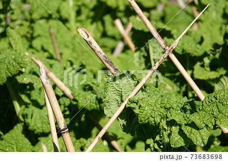 菜の花の添え木 73683698